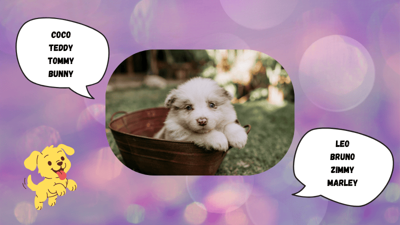 cute nicknames for pet dogs